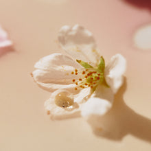 Load image into Gallery viewer, OSULLOC Cherry Blossom Tea (20 count)