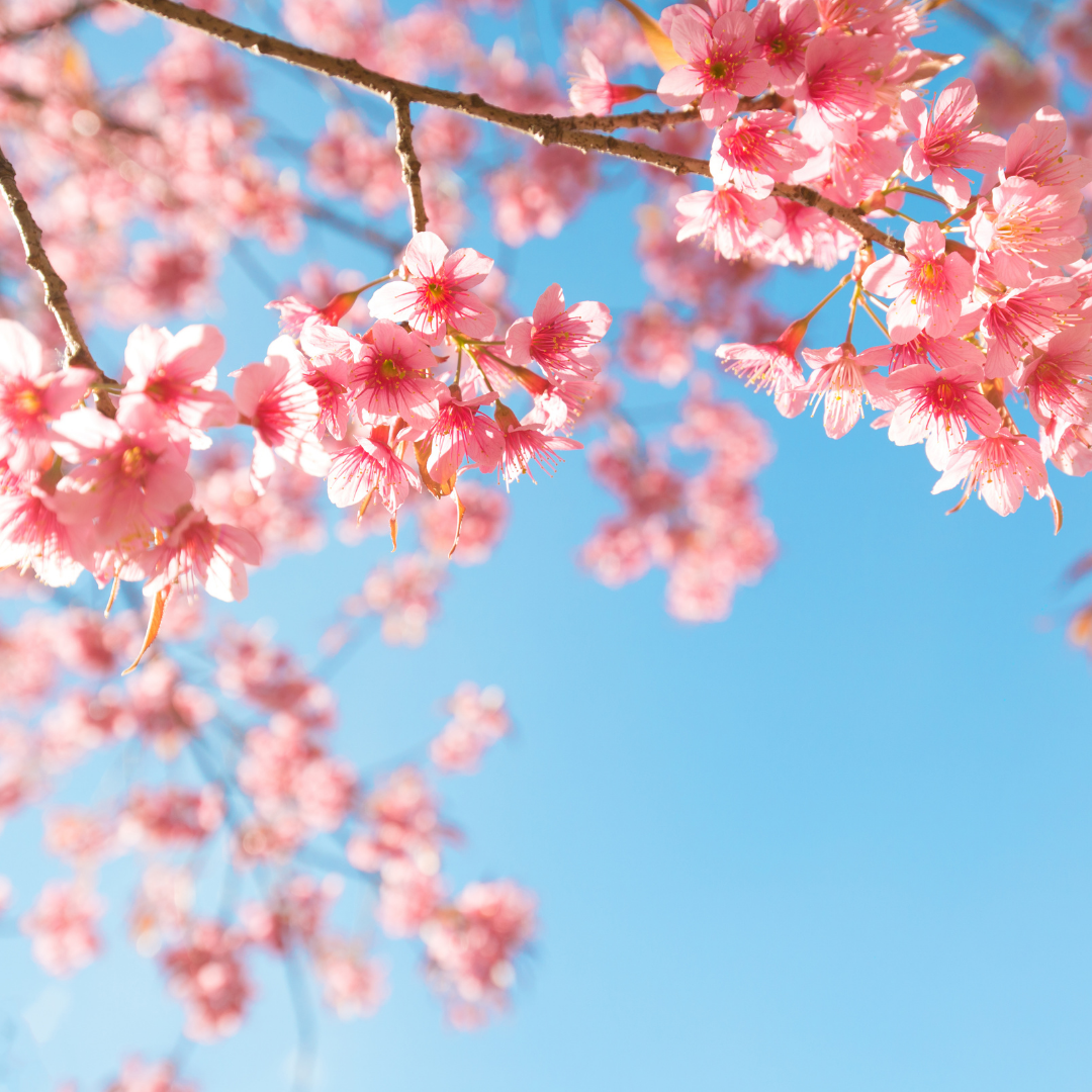 Blossom Infusion!